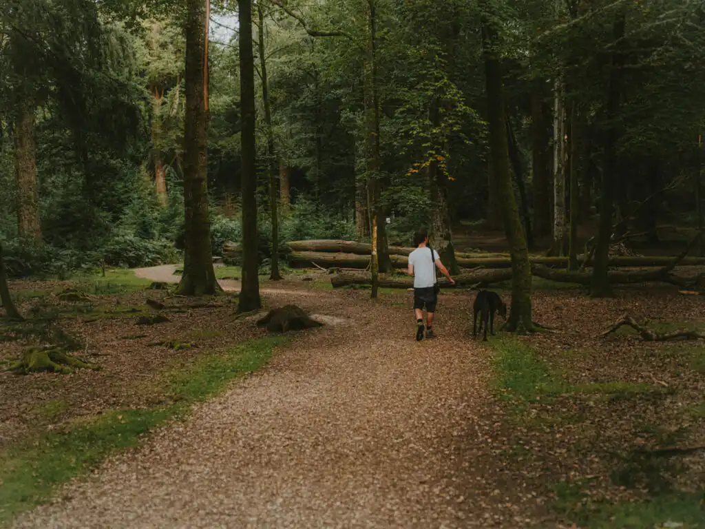 A man walks his dog along a forest path, enjoying the natural beauty of Cornwall's dog-friendly attractions