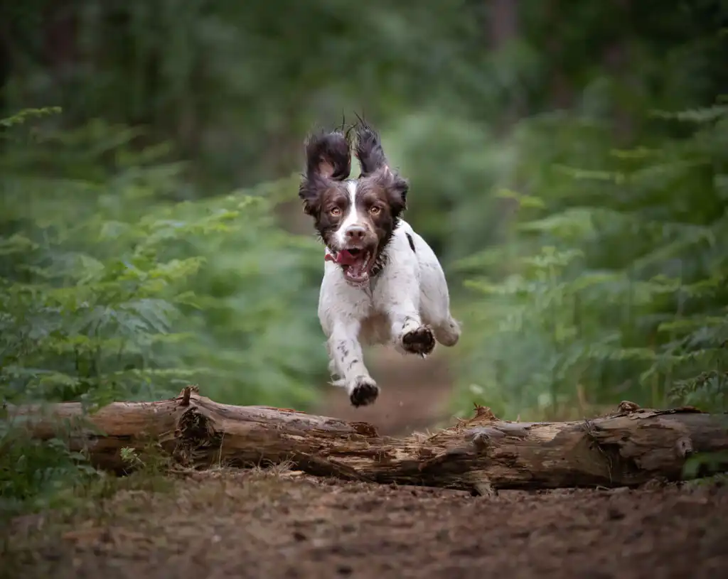 A playful dog jumps over a fallen log in a vibrant woodland, highlighting dog-friendly attractions in Cornwall.