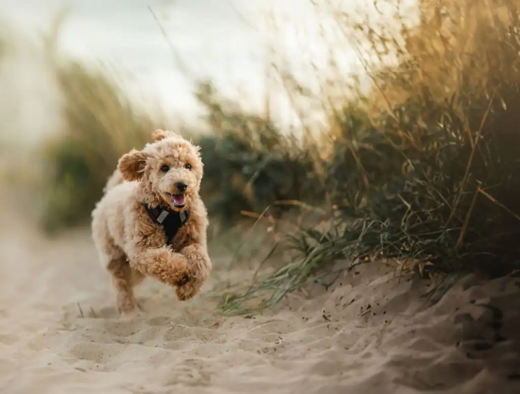 A joyful dog runs along the beach, with lush green grass in the background, showcasing Cornwall's dog-friendly attractions.