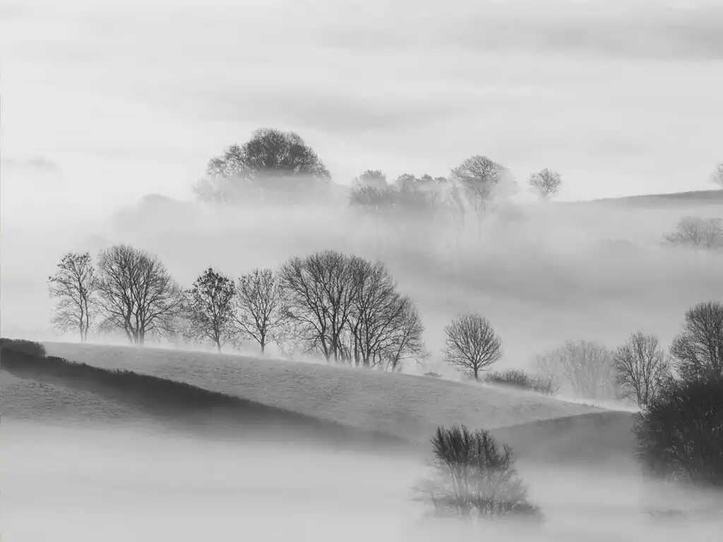 A misty black and white image of trees in foggy fields, great for exploring from our Christmas Cottages in Cornwall.