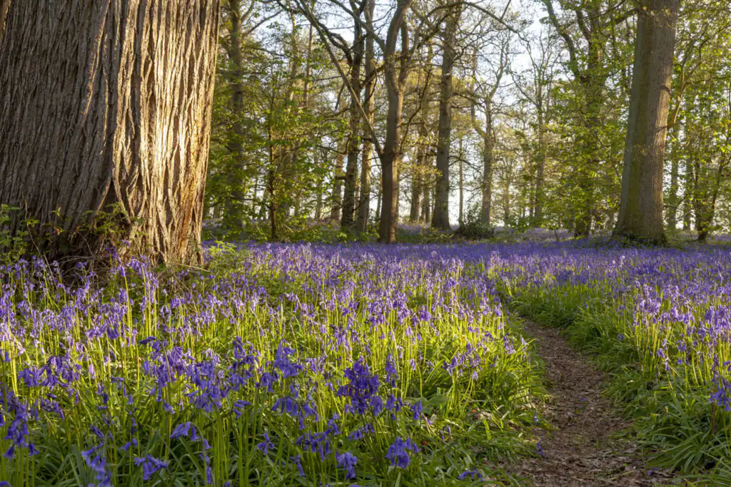 A winding path through a vibrant field of blue flowers, showcasing the beauty of Godolphin Bluebells in Cornwall.