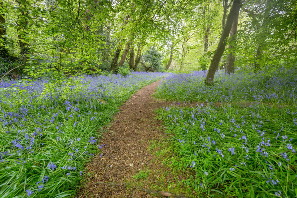 Bluebell woods at Godolphin near Penzance is a popular National Trust location.