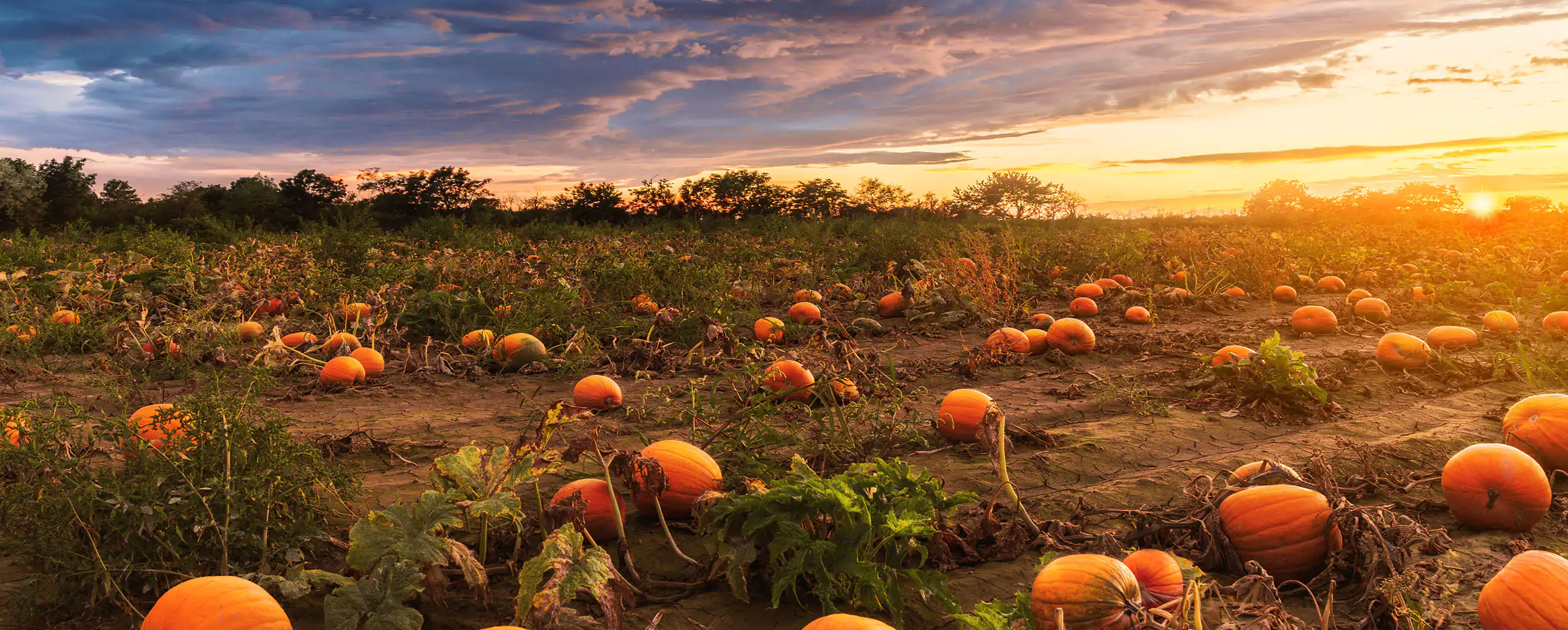 A vibrant pumpkin patch at sunset, a great activity to visit from your October Half-Term cottage in Cornwall.