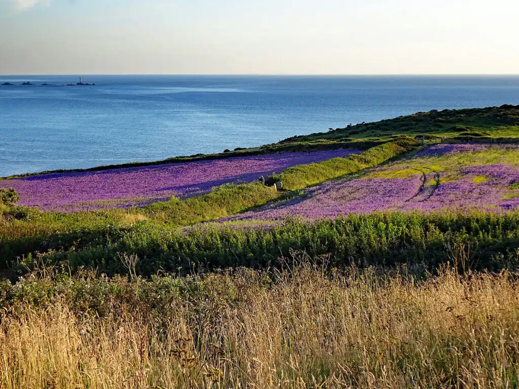 A vibrant field of purple flowers stretches towards the ocean near Sennen, Cornwall, a great place to visit from a Cornwall cottage at Easter.