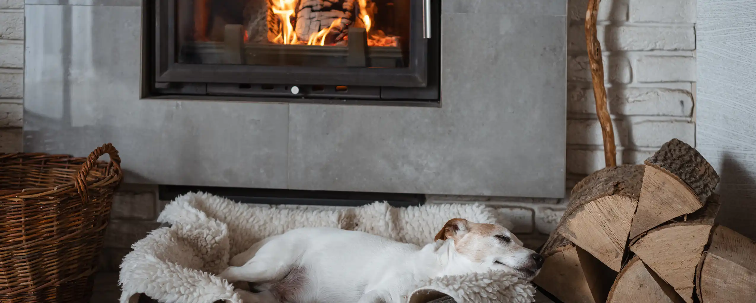 A cozy dog resting in a bed by a warm fireplace in a Cornwall cottage with a wood burner.