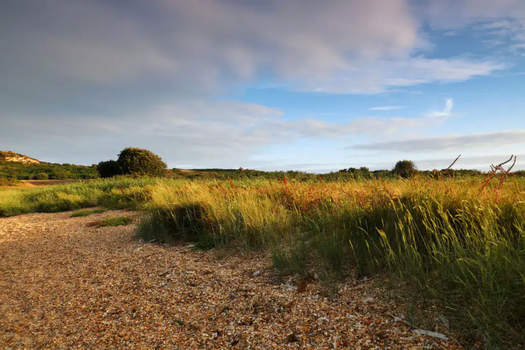 A picturesque field featuring grass and rocks, showcasing a great dog walking spot at Bartinney Nature Reserve, West Cornwall.