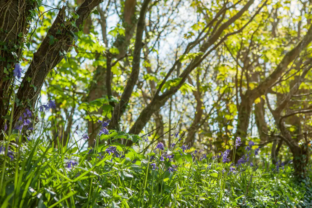 A vibrant carpet of bluebells blooming in Steeple Woods in Carbis Bay, perfect for dog walks in West Cornwall.