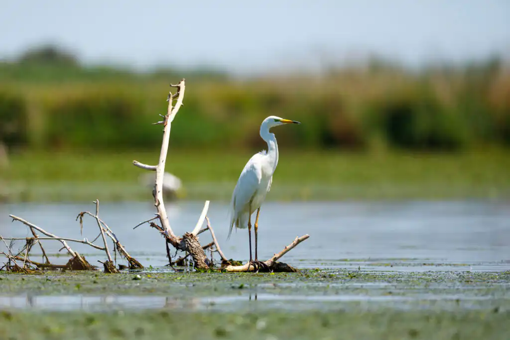 A white egret stands gracefully on a branch over a serene lake in Cornwall, showcasing local wildlife.
