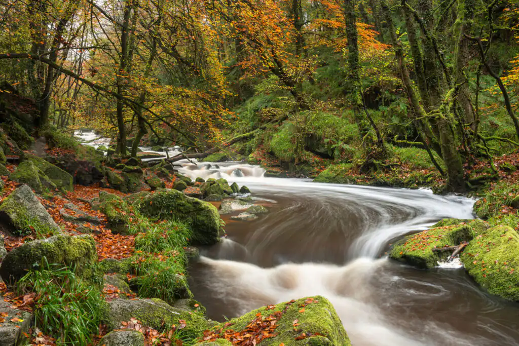 Golitha Falls winds through a dense forest, with trees and rocks, showcasing the romantic charm Cornwall.