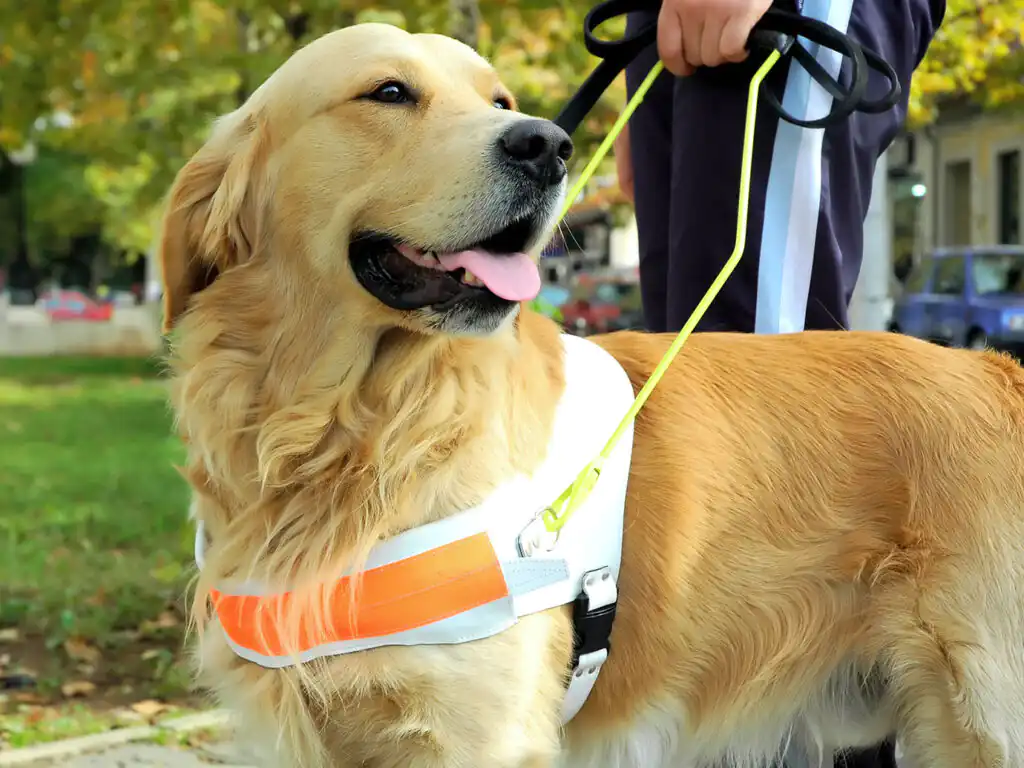 A Golden Retriever working in Cornwall, trained from the sponsor a puppy program, an initiative supported by Cornish Escapes.