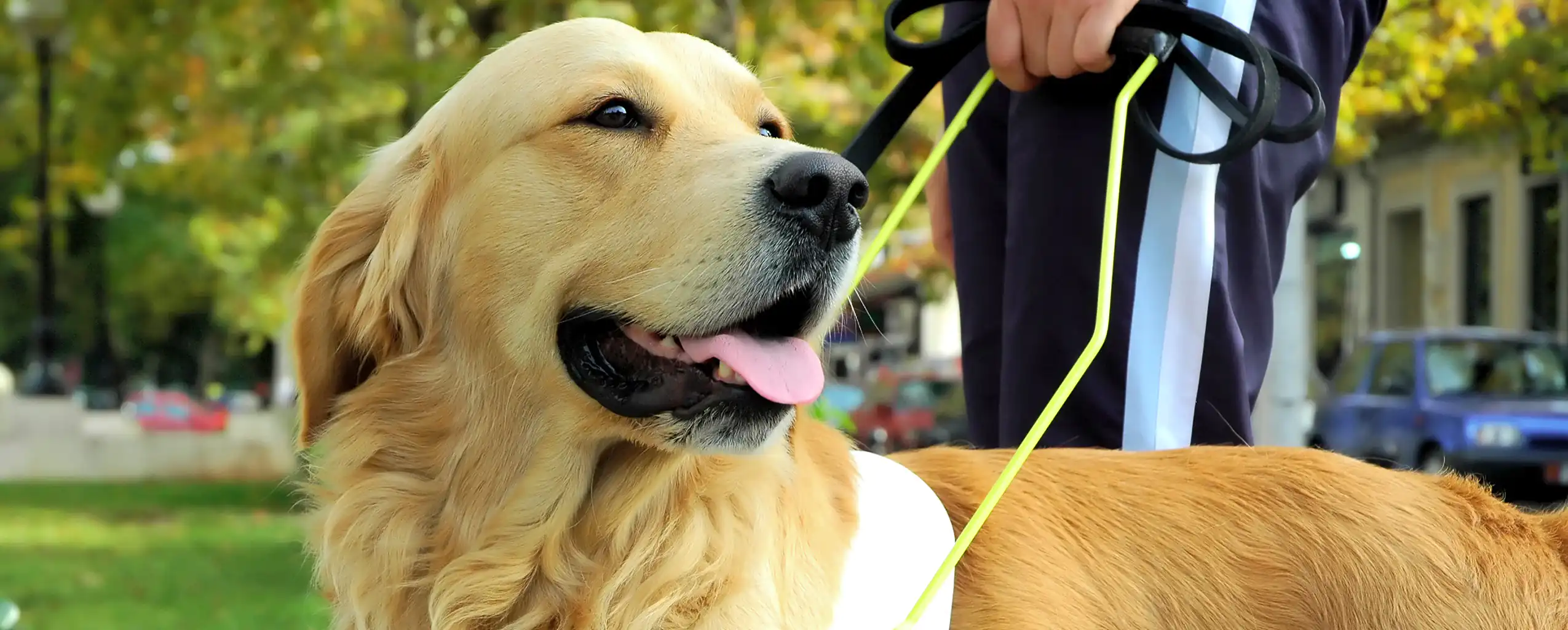 A Guide Dog working in Cornwall, trained from the sponsor a puppy program, an initiative supported by Cornish Escapes.