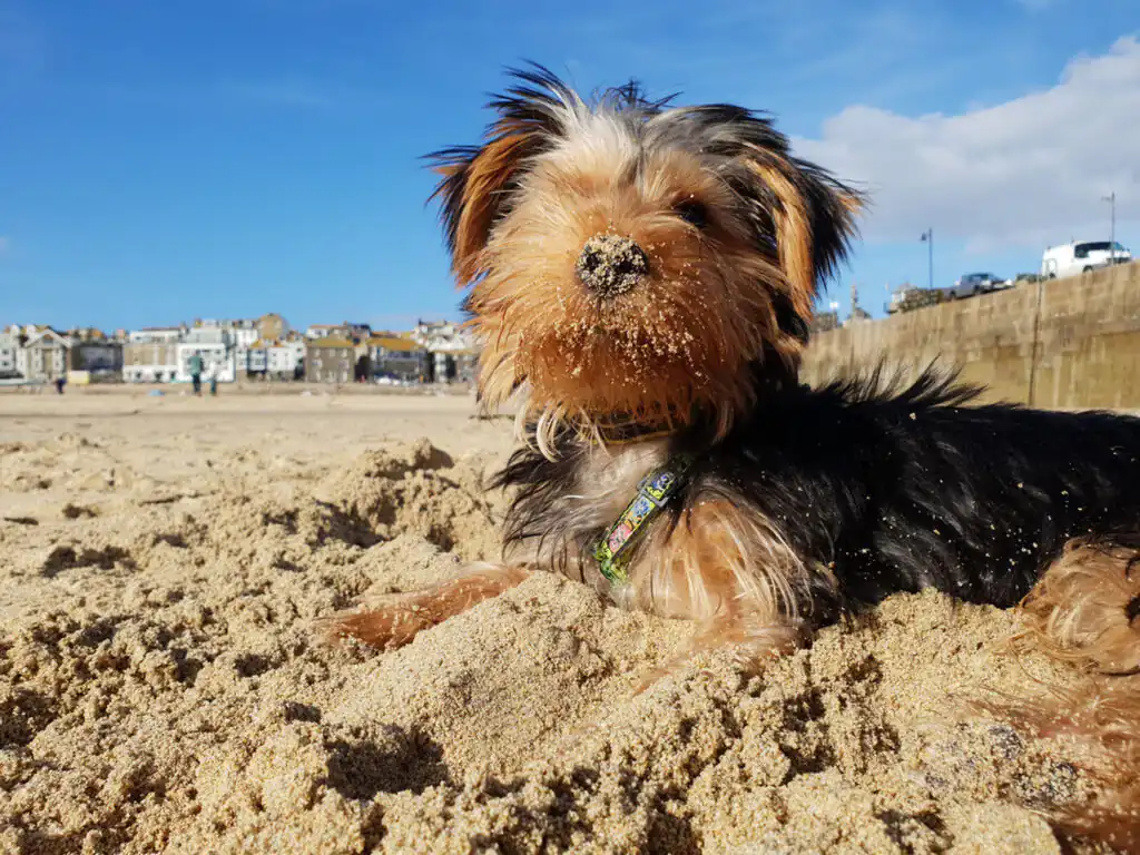A dog sitting on the sandy beach at St Ives Harbour, enjoying the sun and sea breeze.