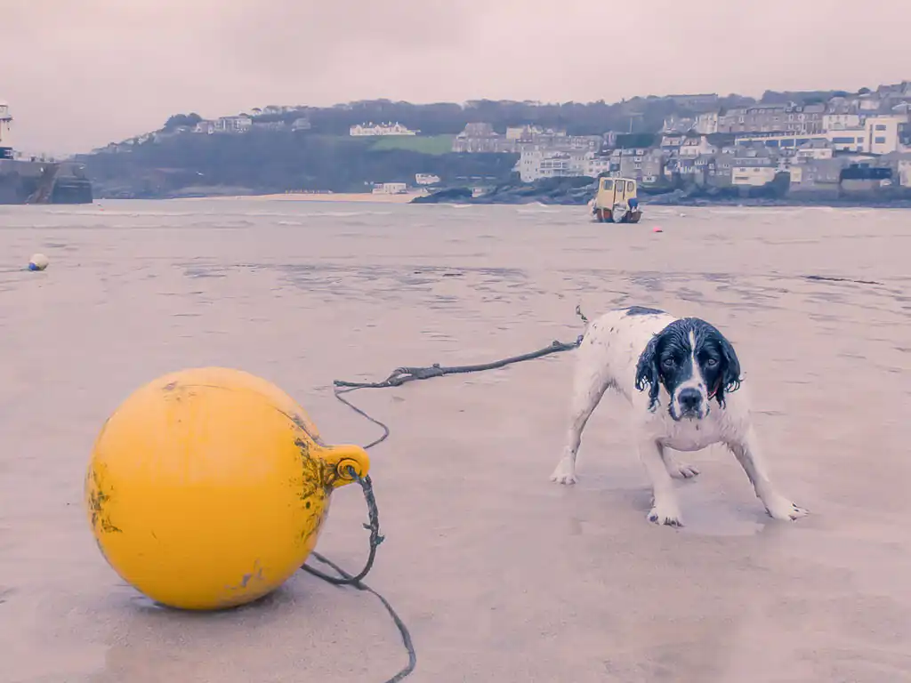 A dog enjoying the St Ives Harbour, on holiday at dog friendly cottages in St Ives.