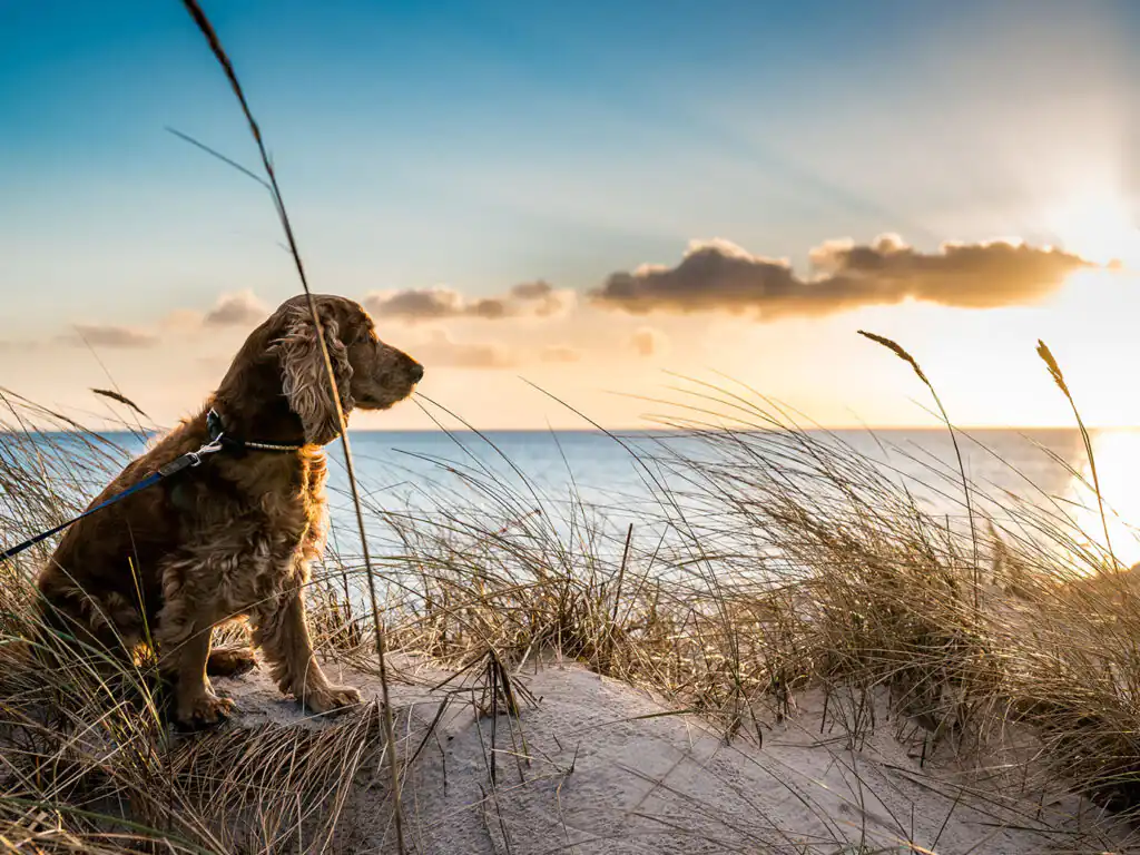 A dog sitting on Hayle Sand Dunes at the beach, with a vibrant sunset casting warm colours in the background, a great place to visit during a dog friendly holiday in Cornwall.