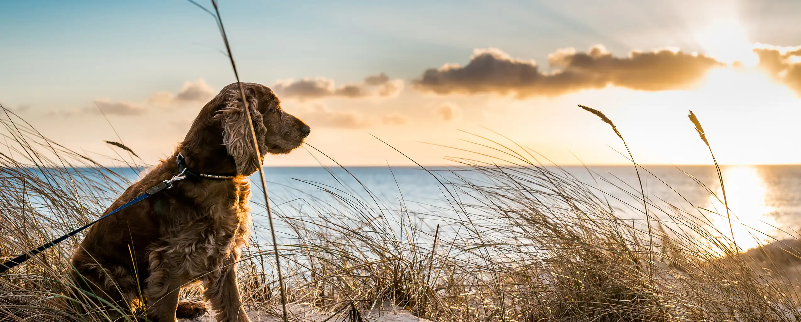 A dog sits on the beach, gazing at the vibrant sunset over the ocean, visiting from their dog friendly cottage in Lelant.