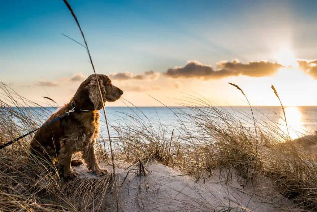 A dog sits on the beach, gazing at the vibrant sunset during February Half Term in Cornwall.