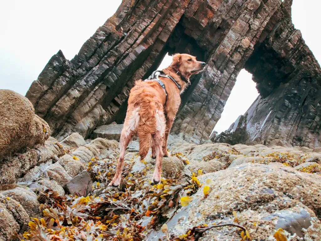 A dog enjoying rocks exploring Cornwall, visiting from their dog friendly cottage in Carbis Bay.