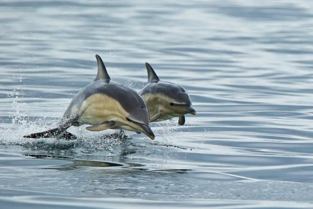 Two dolphins swim together in the ocean, a beautiful sight for wildlife enthusiasts visiting Cornwall.