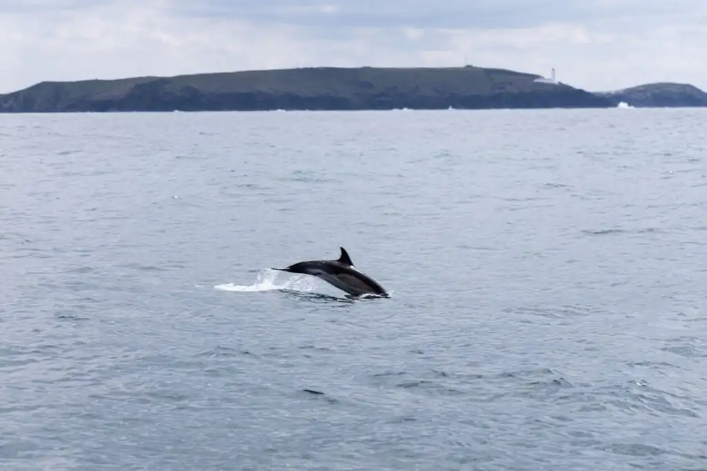 A dolphin jumps high above the water's surface, highlighting the vibrant marine life found in Cornwall's coastal waters.