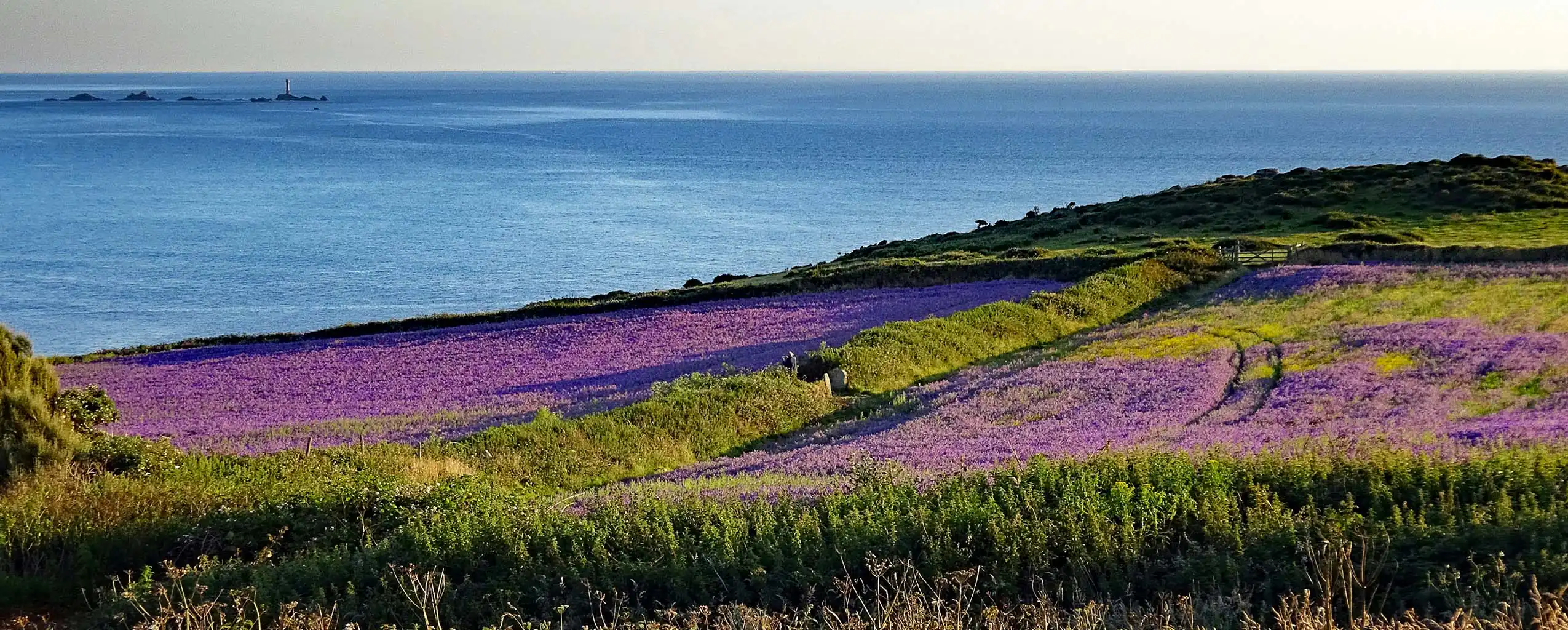 Expansive lavender fields in the countryside near the ocean, showcasing vibrant flowers near Sennen in Cornwall, a great walk from a Cornwall Cottage sleeping 12.
