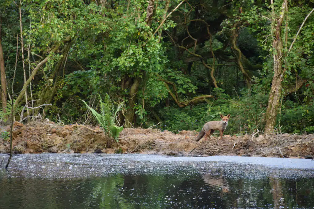 A fox wades in water beside trees, highlighting the beauty of Cornwall's wildlife.