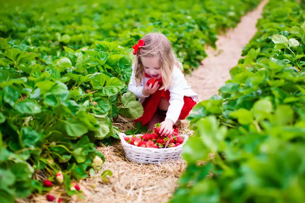 A little girl joyfully picking ripe strawberries in a sunny field during summer in Cornwall.