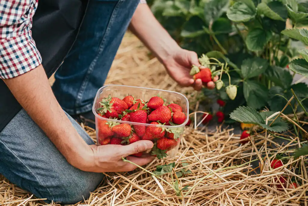 A man picks ripe strawberries in a sunny field, enjoying a summer day in Cornwall's strawberry-picking season.