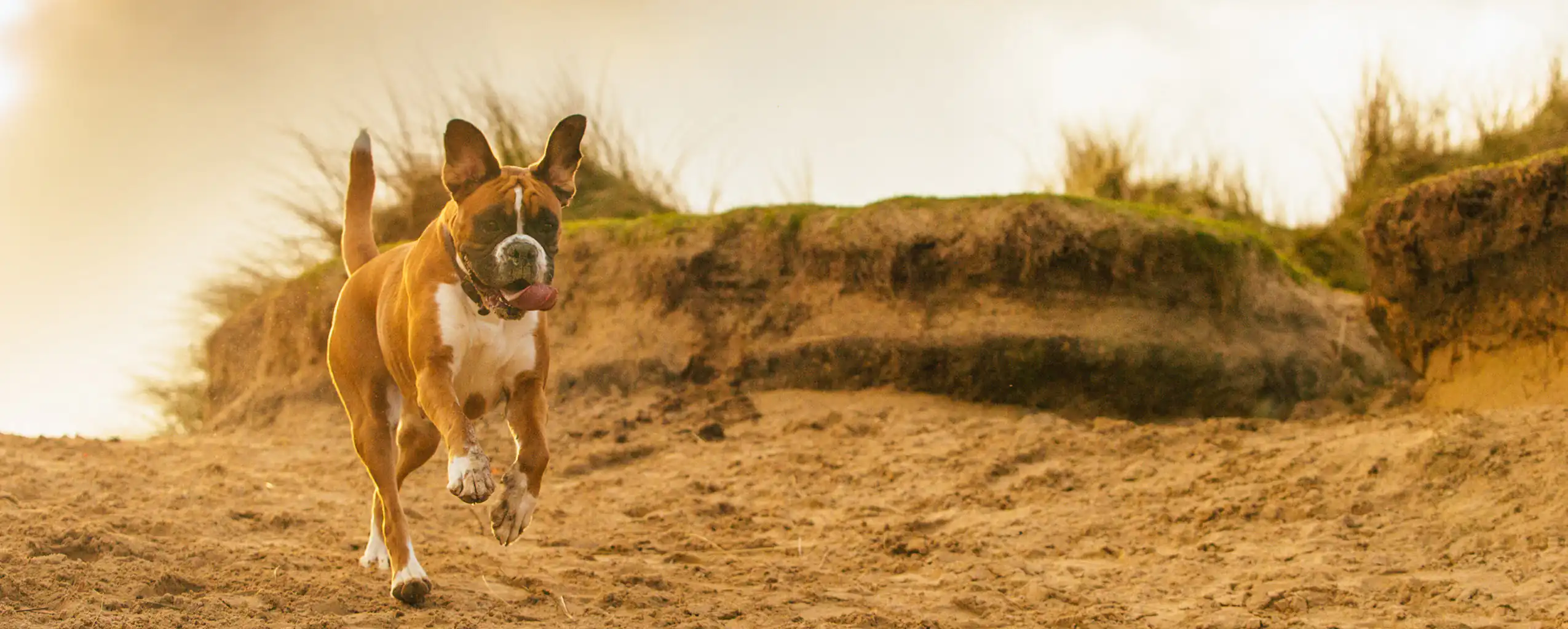 A joyful dog running along a sandy beach, on a walk from their dog friendly cottage in Carbis Bay.