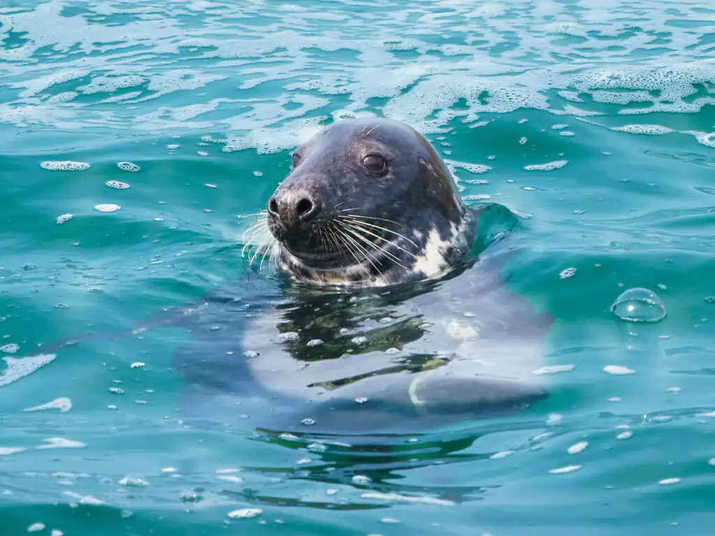 A seal swimming in St Ives Harbour, its head above water, enjoying the ocean scenery.