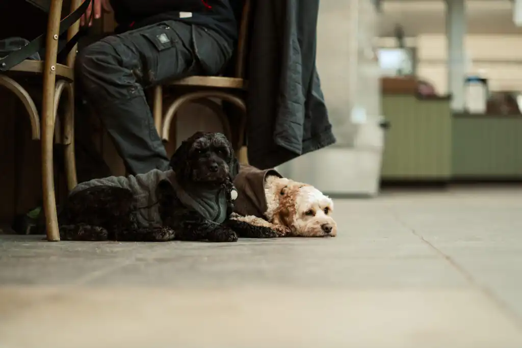 Two dogs relax next to a man on the floor in the Lost Gardens of Heligan cafe, emphasizing its welcoming environment for pets.