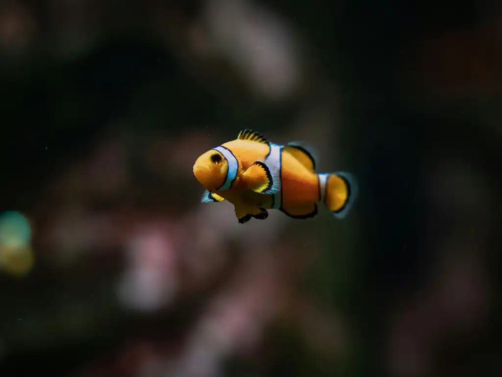 An orange and black clown fish swims gracefully in the Blue Reef Aquarium in Newquay, surrounded by vibrant aquatic plants, a great thing to do for the family.