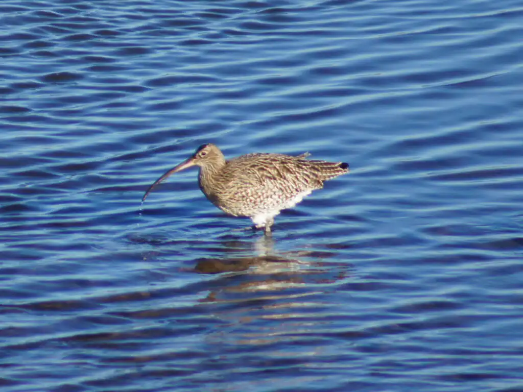 Curlew standing in the water at Hayle Estuary, showcasing its long beak against a serene natural backdrop, a great thing to do for nature lovers.