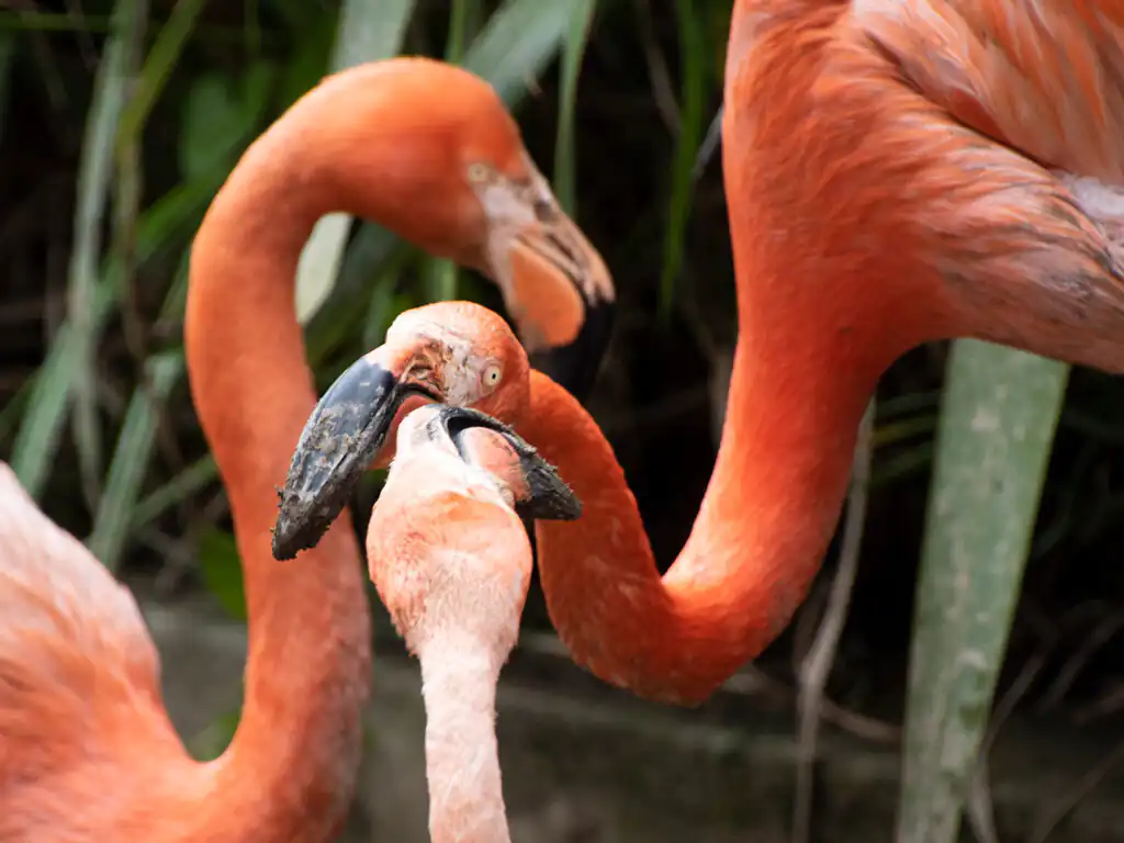 A group of pink flamingos standing gracefully at Paradise Park in Hayle, showcasing their vibrant feathers, a great thing to do for the family.