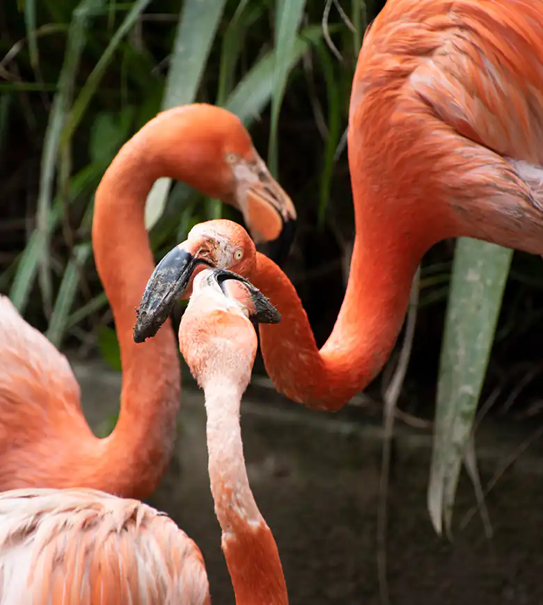 A group of pink flamingos standing gracefully at Paradise Park in Hayle, showcasing their vibrant feathers.