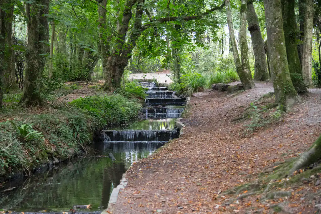 A serene stream flows through Tehidy Woods, surrounded by lush trees, home to Cornwall's Rogue Otherworld, a great outdoor theatre.