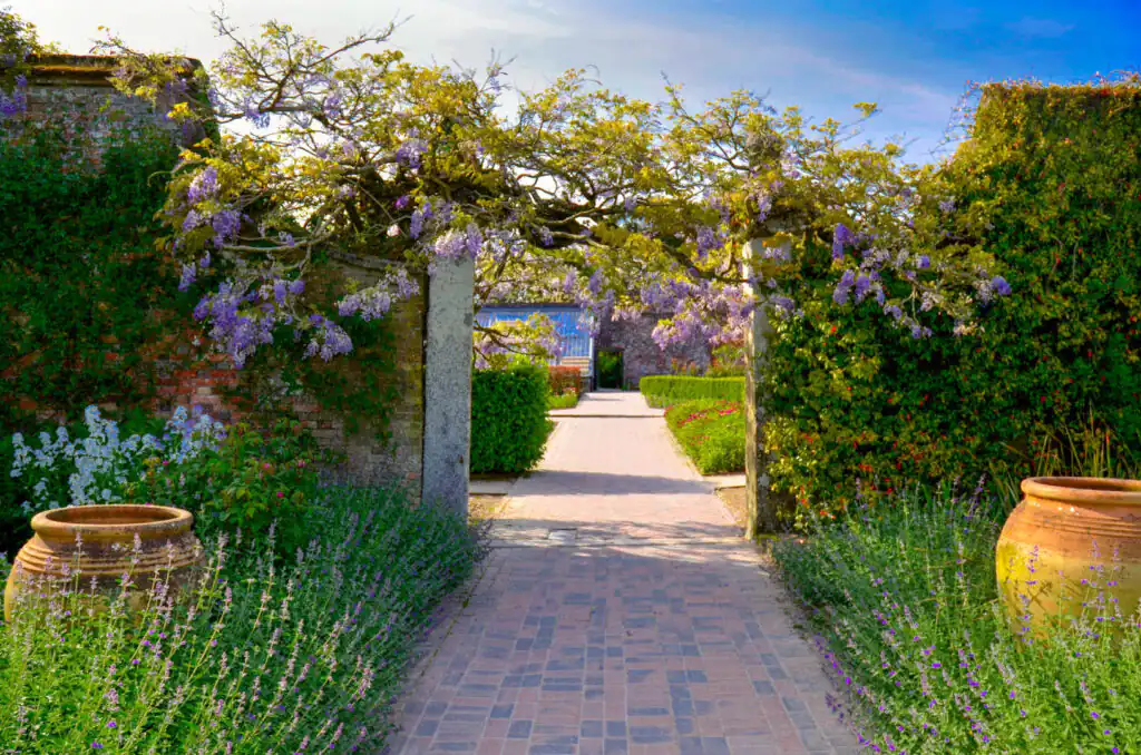 A scenic walkway leads to a vibrant garden filled with blooming purple flowers at the Lost Gardens of Heligan, one of the best gardens in Cornwall.