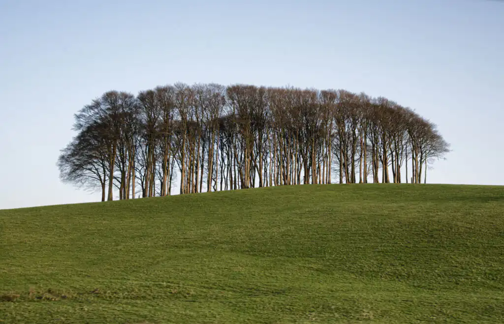 nearly home trees