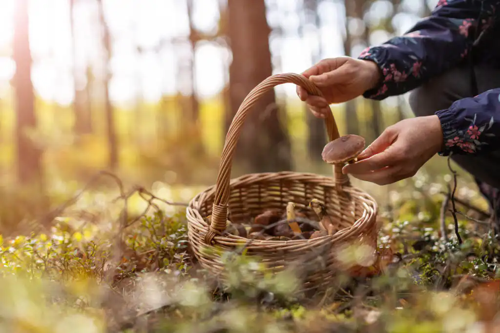 A woman forages for mushrooms from a basket in a lush Cornish wood, surrounded by trees and greenery, part of Cornish cookery schools which are also a great place to eat out in Cornwall.