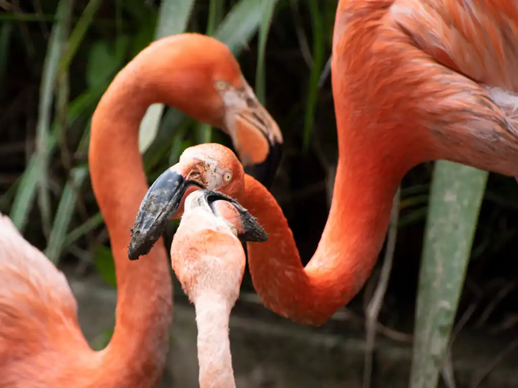A group of pink flamingos feeding at Paradise Park in Hayle, a great place to visit during October Half Term in Cornwall.