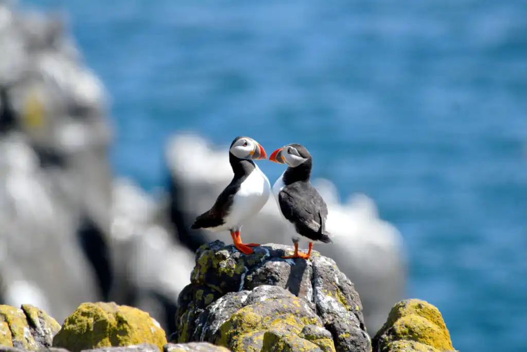 Two puffins perched on a rock by the ocean, surrounded by the stunning cliffs of Cornwall, a great site to visit for adventure seekers.