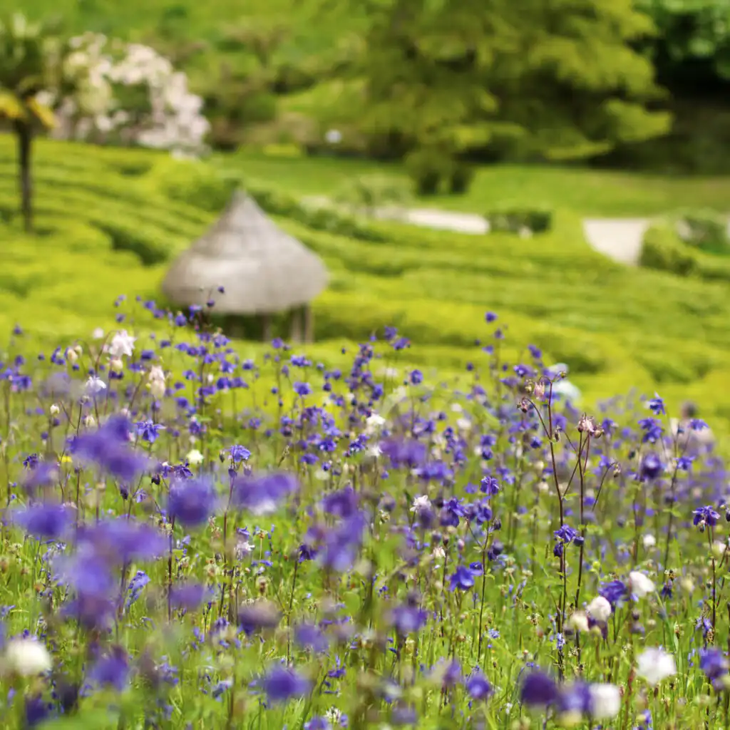 A vibrant field of purple flowers in front of a charming hut at Glendurgan Garden, Cornwall, one of the best gardens in Cornwall.