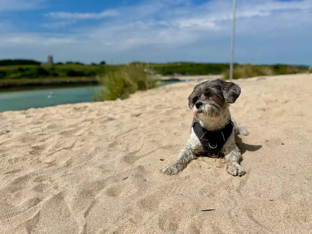 Small black and white dog lying on a Porthkidney Beach with a view of the ocean and greenery in the background, a great family-friendly beach in West Cornwall.