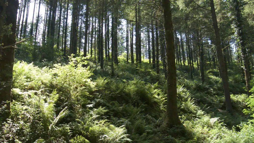 Lush trees surround a cosy bench in a Cornwall forest, inviting visitors to enjoy nature during October Half Term.