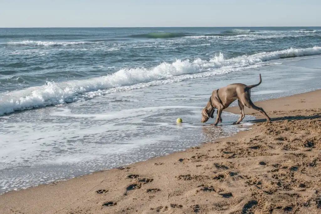 dog-exploring-a-Cornish-beach