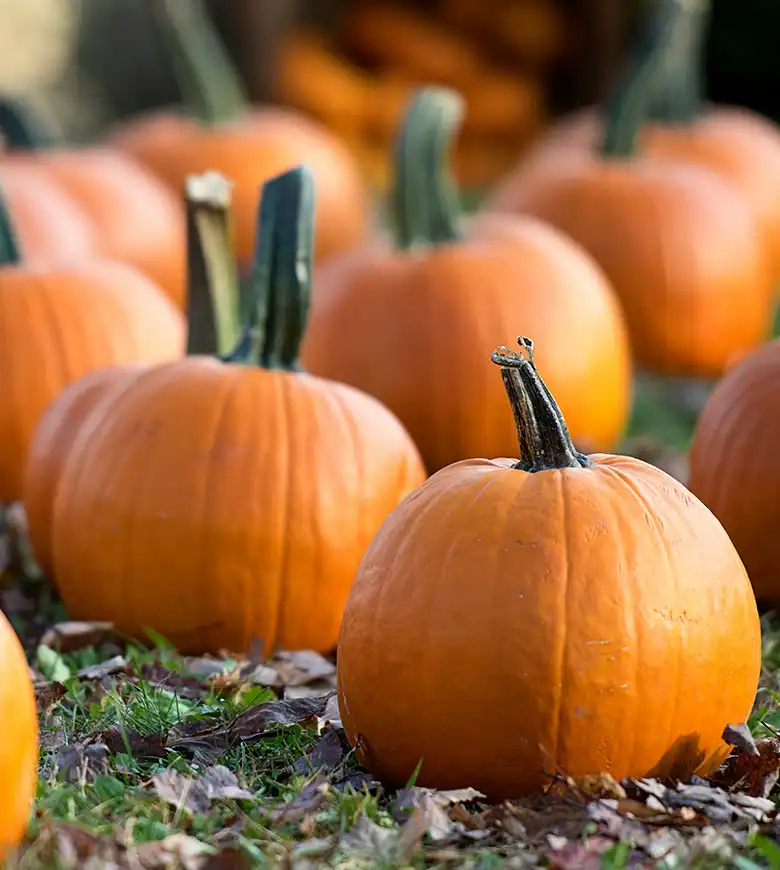A coluorful assortment of pumpkins resting on the ground, a great activity to do during October Half Term in Cornwall from a one of Cornish Escapes' Cornwall holiday cottages.
